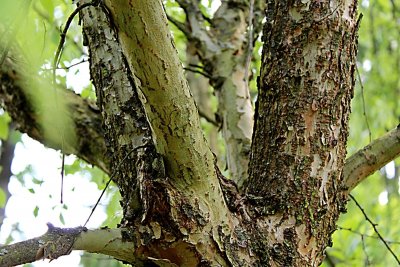Planera aqatica - planera bažinná - větve s borkou (kůrou)